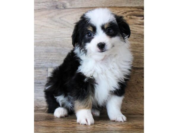 Miniature Australian Shepherd DOG Male Black 11429 Petland Henderson, Nevada