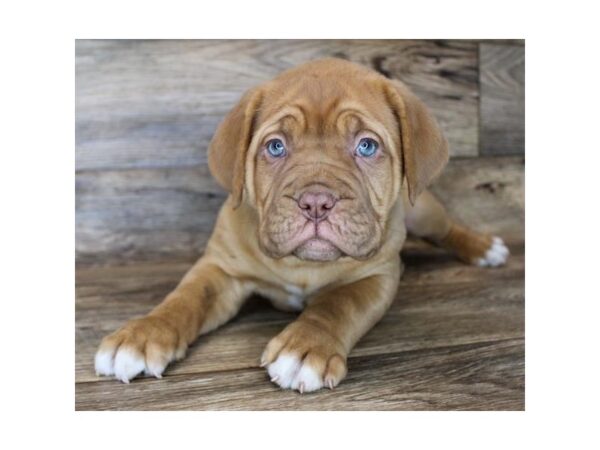 Dogue de Bordeaux DOG Female Red 11428 Petland Henderson, Nevada