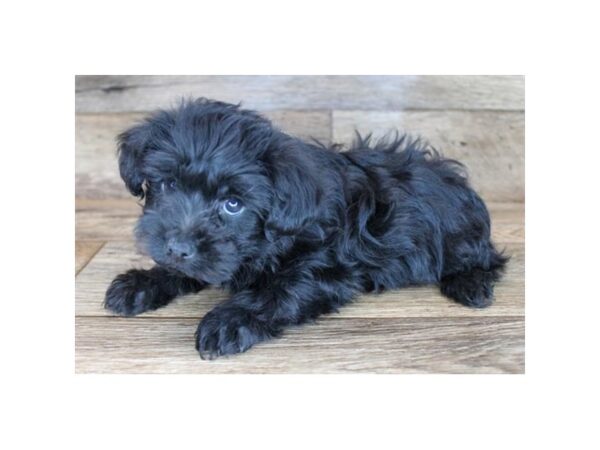 Yorkiepoo DOG Female Black 11431 Petland Henderson, Nevada