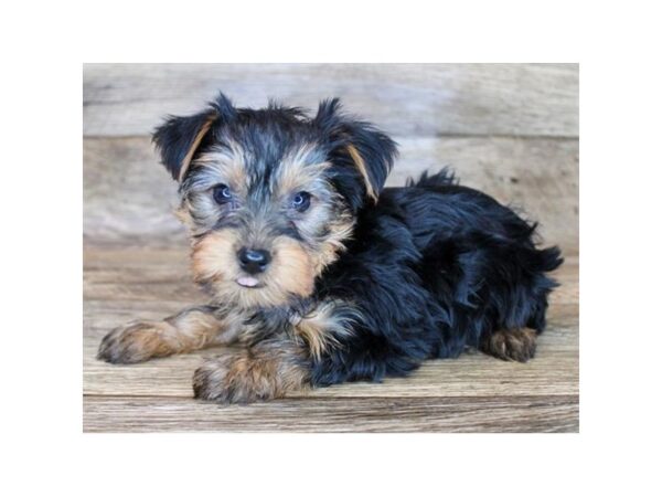 Yorkshire Terrier-DOG-Male-Black / Tan-11427-Petland Henderson, Nevada