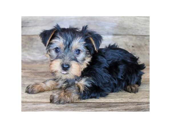 Yorkshire Terrier DOG Male Black / Tan 11427 Petland Henderson, Nevada