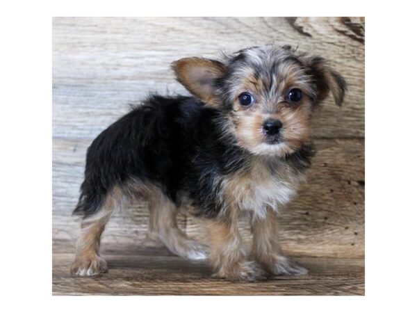 Morkie DOG Female Black / Tan 11430 Petland Henderson, Nevada