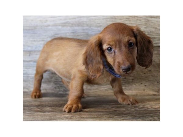 Dachshund DOG Female Red 11423 Petland Henderson, Nevada