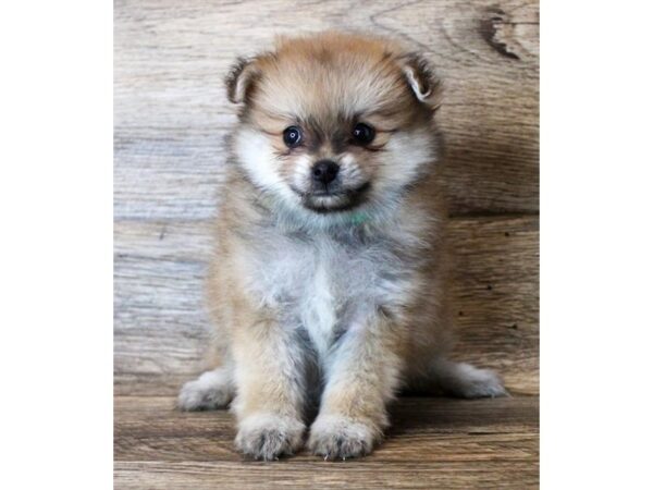 Pomeranian-DOG-Female-Orange Sable-11425-Petland Henderson, Nevada