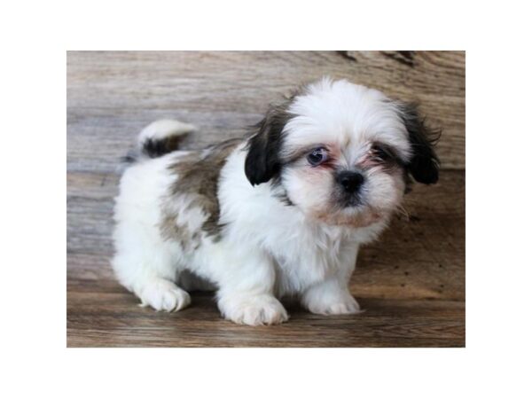 Shih Tzu DOG Male Gold / White 11426 Petland Henderson, Nevada