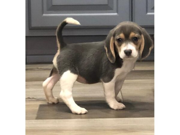 Beagle-DOG-Female-Blue White / Tan-11432-Petland Henderson, Nevada