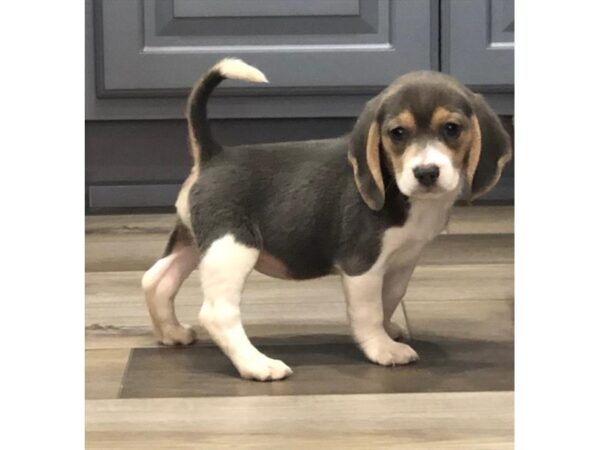 Beagle DOG Female Blue White / Tan 11432 Petland Henderson, Nevada