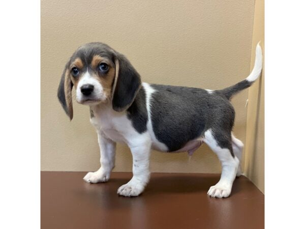 Beagle-DOG-Male-Blue White / Tan-11433-Petland Henderson, Nevada