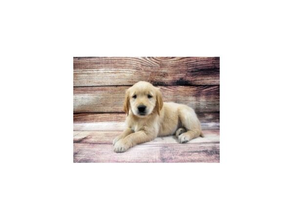 Golden Retriever DOG Female Golden 11437 Petland Henderson, Nevada