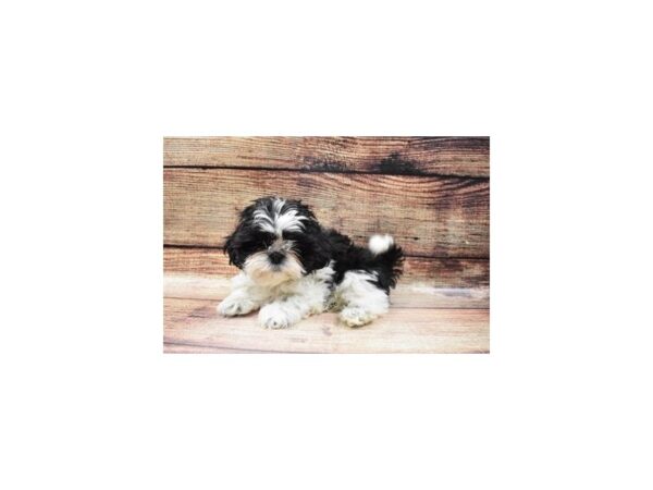 Shih Tzu DOG Female Black and White 11436 Petland Henderson, Nevada