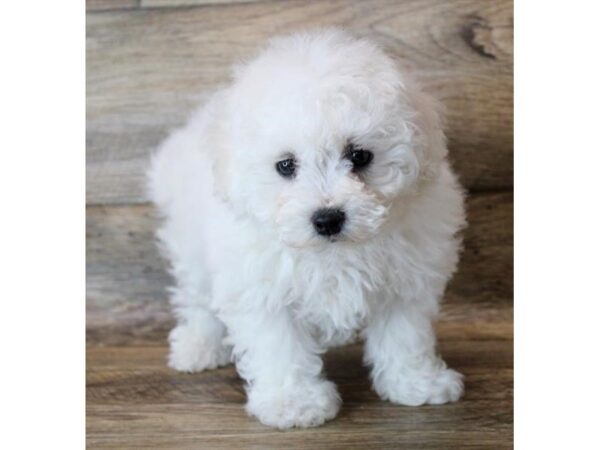 Bichon Frise DOG Male White 11438 Petland Henderson, Nevada