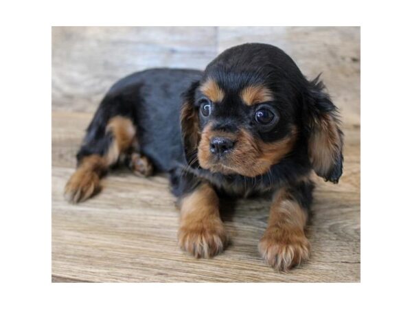 Cavalier King Charles Spaniel DOG Male Black / Tan 11439 Petland Henderson, Nevada