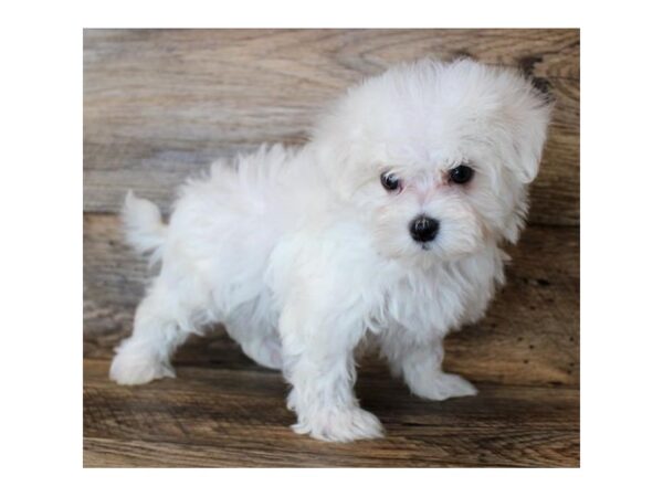 Maltese DOG Male White 11442 Petland Henderson, Nevada