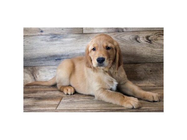 Golden Retriever DOG Male Dark Golden 11441 Petland Henderson, Nevada