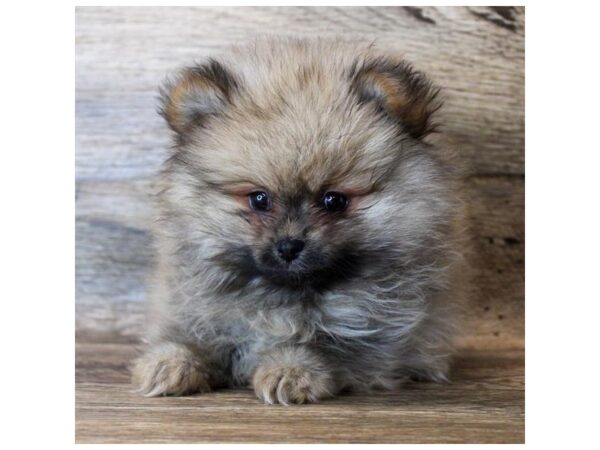 Pomeranian DOG Male Orange Sable 11443 Petland Henderson, Nevada