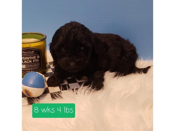 Mini Goldendoodle 2nd Gen-DOG-Male-Black-11445-Petland Henderson, Nevada