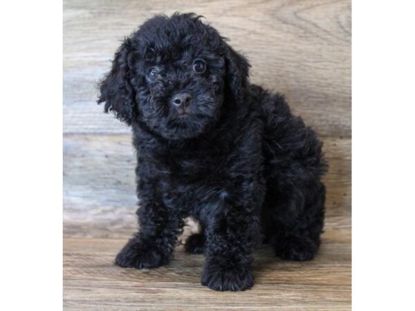 Poodle DOG Male Black 11444 Petland Henderson, Nevada