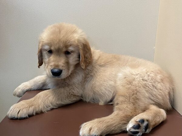 Golden Retriever DOG Male Golden 11435 Petland Henderson, Nevada