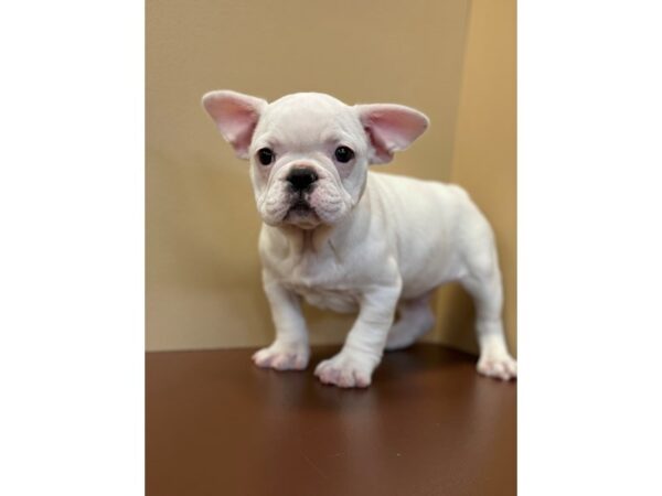 French Bulldog DOG Male Cream 11440 Petland Henderson, Nevada