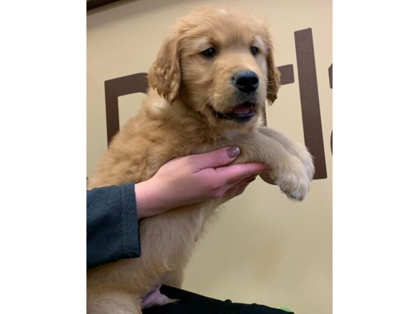 Golden Retriever DOG Male Golden 11434 Petland Henderson, Nevada