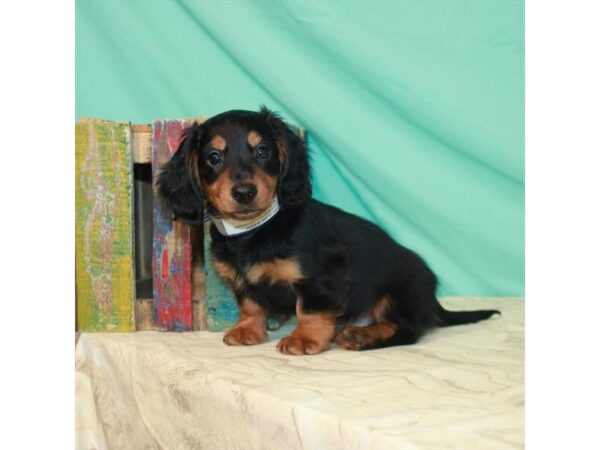 Dachshund DOG Male Black / Tan 11448 Petland Henderson, Nevada