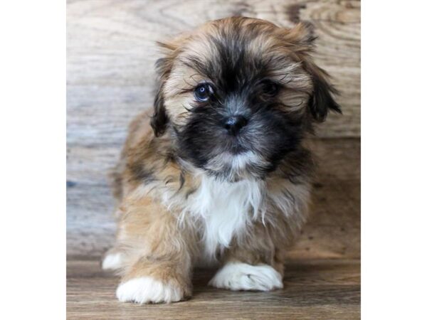 Lhasa Apso-DOG-Female-Golden-11449-Petland Henderson, Nevada