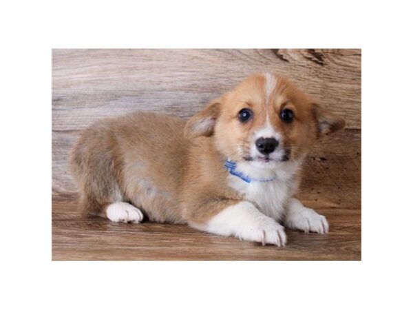 Pembroke Welsh Corgi DOG Male Sable / White 11456 Petland Henderson, Nevada