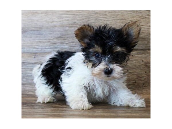 Yorkshire Terrier DOG Male Black Tan / White 11455 Petland Henderson, Nevada