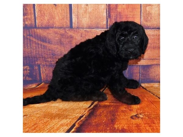 Labradoodle DOG Female Black 11459 Petland Henderson, Nevada