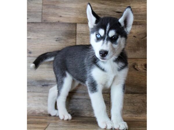 Siberian Husky DOG Female Black / White 11454 Petland Henderson, Nevada