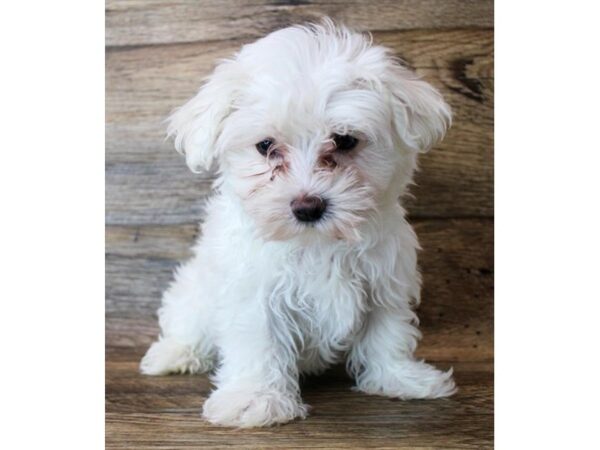 Maltese DOG Male White 11450 Petland Henderson, Nevada