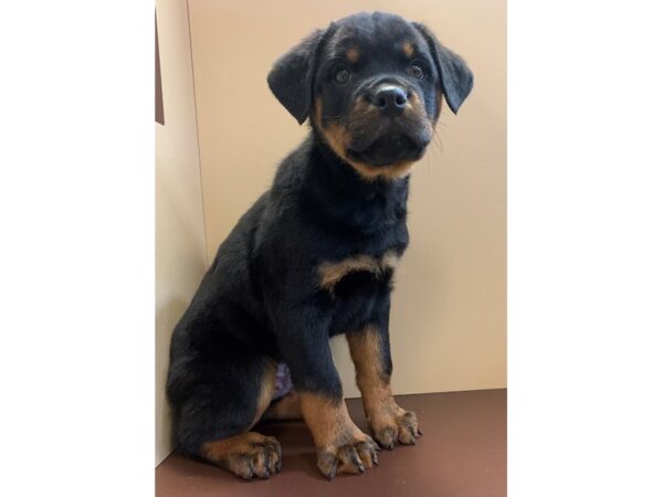 Rottweiler DOG Male Black / Rust 11458 Petland Henderson, Nevada