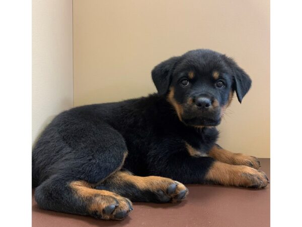 Rottweiler-DOG-Female-Black / Rust-11457-Petland Henderson, Nevada