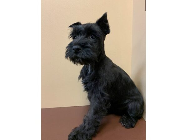 Miniature Schnauzer DOG Female Black 11451 Petland Henderson, Nevada