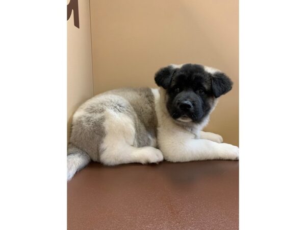 Akita DOG Male Black / White 11447 Petland Henderson, Nevada