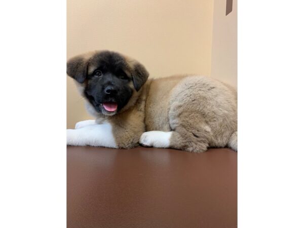 Akita DOG Female Brown / White 11446 Petland Henderson, Nevada