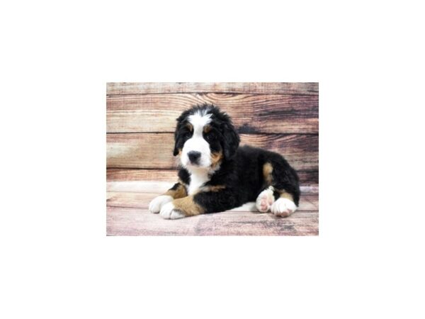 Bernese Mountain Dog DOG Male Black Rust and White 11463 Petland Henderson, Nevada