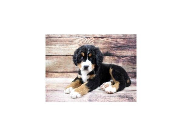 Bernese Mountain Dog DOG Male Black Rust and White 11464 Petland Henderson, Nevada