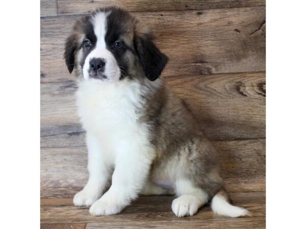 Saint Bernard DOG Female Mahogany / White 11474 Petland Henderson, Nevada