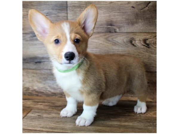 Pembroke Welsh Corgi DOG Male Sable / White 11473 Petland Henderson, Nevada