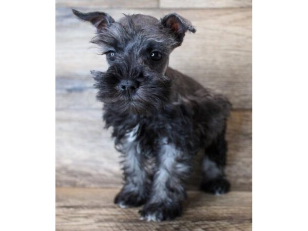 Miniature Schnauzer DOG Female Salt / Pepper 11472 Petland Henderson, Nevada