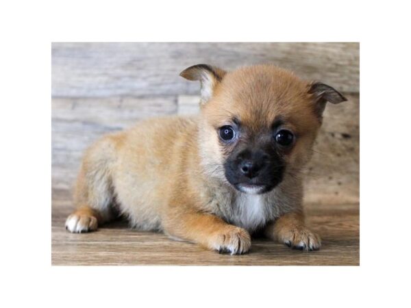 Pomchi-DOG-Female-Red-11478-Petland Henderson, Nevada