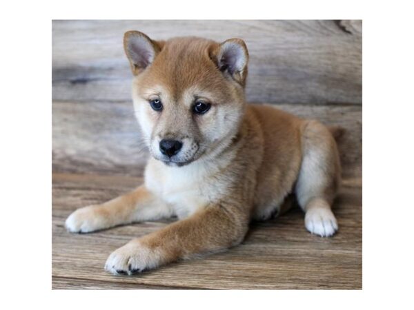 Shiba Inu DOG Female Red Sesame 11475 Petland Henderson, Nevada