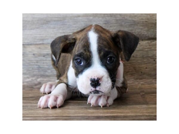 Boxer-DOG-Male-Brindle-11469-Petland Henderson, Nevada