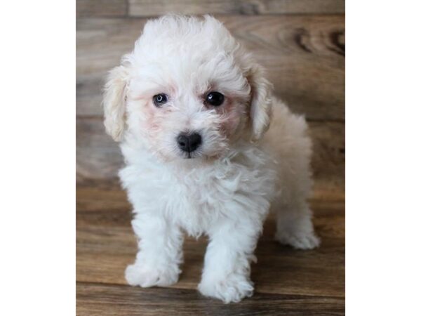 Bichapoo DOG Male Cream 11471 Petland Henderson, Nevada