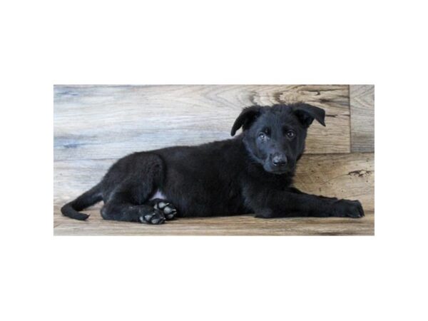 German Shepherd Dog DOG Male Black 11479 Petland Henderson, Nevada