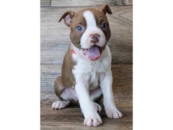 Boston Terrier DOG Male Seal / White 11468 Petland Henderson, Nevada