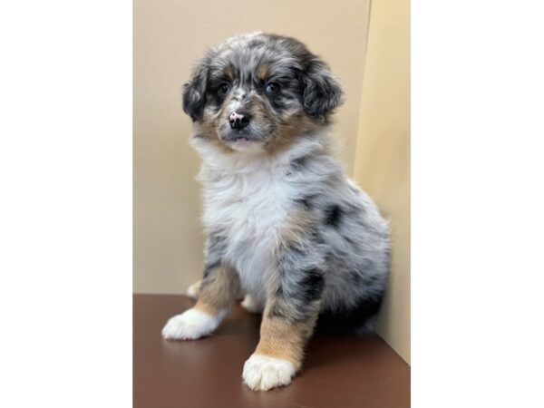 Australian Shepherd DOG Male Blue Merle / White 11467 Petland Henderson, Nevada