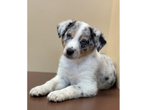 Texas Heeler-DOG-Female-Blue Merle-11477-Petland Henderson, Nevada