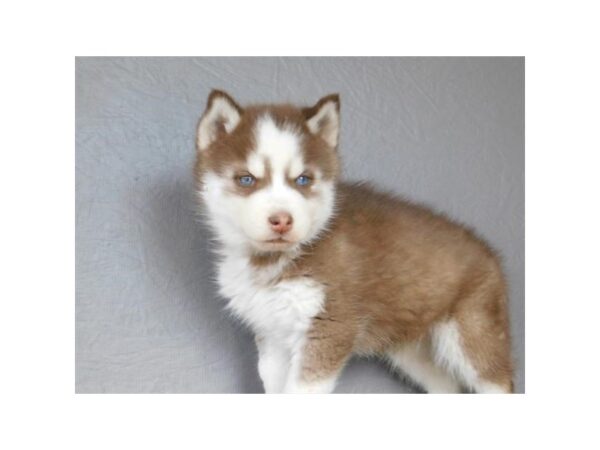 Siberian Husky DOG Male Red / White 11487 Petland Henderson, Nevada